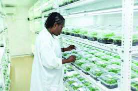 Women in blue uniforms process cassava roots on yellow tarps in a sunny outdoor field, demonstrating agricultural work and community involvement in cassava production